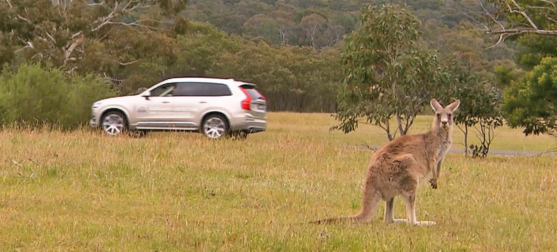 Illustration for article titled Volvo's Anti-Kangaroo Technology Will Be Useful Way Beyond Australia